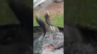 Releasing Sucker fish into tank💫ഇത്രെയും മിനോ 😲 #nature #shorts #sucker #ytshorts #kerala #birds