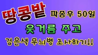 [텃밭농부.607]  땅콩파종후  50일 중요한 작업.