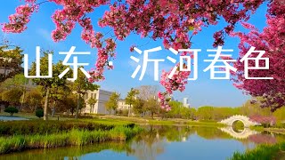 音乐视频·山东风光·沂蒙春色