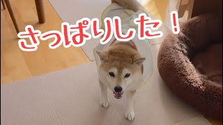 大嫌いなシャンプーに悲鳴を上げる柴犬マコ