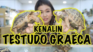 KURA-KURA DARAT TESTUDO GRAECA | GREEK TORTOISE ASAL MEDITERANIA KOLEKSI XDR TURTLE