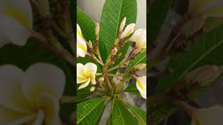 Champa plant care tips #shorts