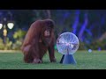 Animalia's star Orangutan Rambo investigates an unusual object