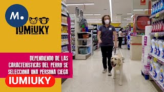 IUMIUKY: La instrucción del futuro perro guía y la historia de Sordita | Mediaset