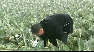 Farmer Profile - Wang Hengming, China