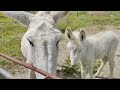 イタリアの中心でアスパラガスを探す