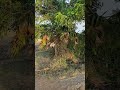 Nature #wonderful nature#trending#viral#tree#Jungle area#creative sireesh vlogs||