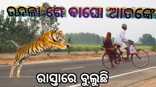 ମୟୁରଭଞ୍ଜ ଉଦଳା ରାସ୍ତାରେ ବୁଲୁଛି  //ଯାହାକୁ ପାଇଲେ ତାକୁ //ଖାଇଦେଉଛି ମାଈ ବାଘୁଣୀ //ଭାଇ ମାନେ ହୁସିଆର ରୁହନ୍ତୁ