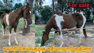 Kathiawari gelded horse for sale in Bangalore | பெங்களூரில் கதியாவாரி குதிரை விற்பனைக்கு உள்ளது