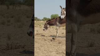 donkeys #ghadha #animals #funnyanimal #ytshorts