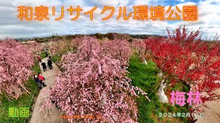 和泉リサイクル環境公園の梅林（２０２４年２月１６日）動画