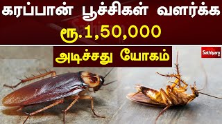 அடிச்சது யோகம்...கரப்பான் பூச்சிகள் வளர்க்க 1,50,000 | Sathiyam Tv