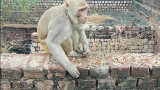 Bandar wala | monkey video | bandar bandar | bandar wala cartoon | bandar | bandar wala comedy