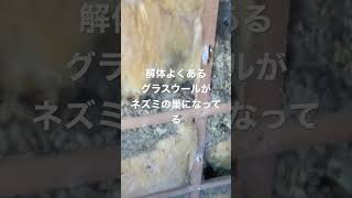 閲覧注意⚠️解体でよくあること2、グラスウールがネズミの巣と化している🐀