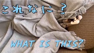 What is this これなにこれなに猫