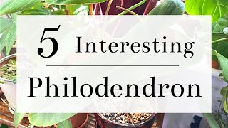 5 Uncommon, Interesting Philodendrons