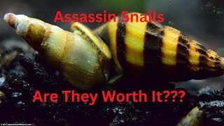 Do Assassin Snails Actually Kill Snails as Advertised???