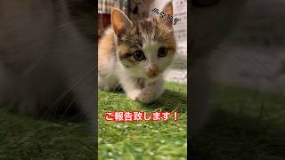 【うみちゃんネル】ご報告がございます‼️#元保護猫 #子猫 #ねこ #愛猫