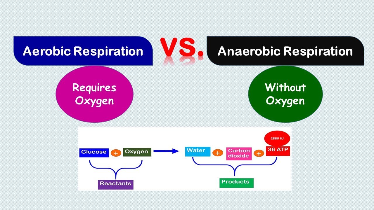 Aerobic Respiration Exercise