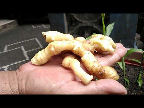Container Gardening : Pagtatanim ng Talong (Eggplant) sa Container