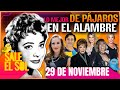 Silvia Pinal, Alejandra Guzmán, Norma Lazareno | Lo Mejor de Pájaros en el Alambre 29/11/2024