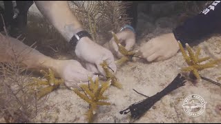 World Oceans Day 2020 - Mote Marine Laboratory