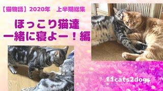 【猫の気持ち　癒し猫動画】一緒に寝よう編　ほっこり猫達　Shall we sleep together