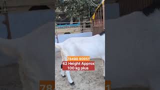 Sojat Gujri Cross Bakra | Bakri Palan #shorts #ytshorts