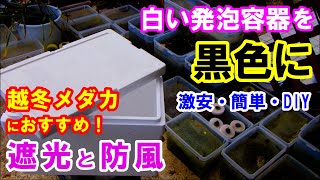 簡単DIYで越冬メダカが安心する黒い発泡スチロール容器を作る！ 大寒波で完全凍結寸前のメダカ飼育容器を解凍！　メダカとクサガメが自由に暮らすビオトープ 113