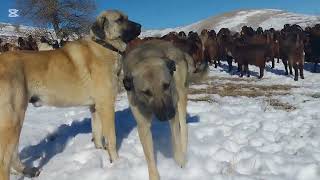 Halep Keçisi Kış Bakımı