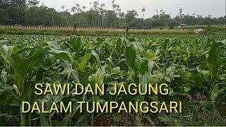 PROKUS OPTIMALISASI TUMPANGSARI SAWI DAN JAGUNG