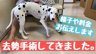 【子犬】去勢手術してきました。料金を含めた手術前後の様子をお伝えします。#ダルメシアン#子犬#去勢手術