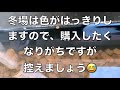 もうメダカ購入しましたか？秋はメダカを購入すべき！メダカ飼育に最適な気候「秋」皆さんも準備始めましょう！【メダカ飼育】【メダカの奴】