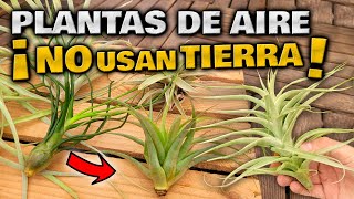 INCREÍBLE PLANTA que DEBES TENER en CASA | CLAVEL DEL AIRE | Tillandsias o Plantas de Aire Cuidados