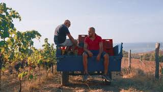 HR - Video - Terre Grecaniche 2021 - Vendemmia - Cantina - Bottiglie