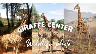 A day at Giraffe Center and Animal  Orphanage #wildlife #giraffe