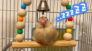 ブランコの上でウトウトするけど眠らない文鳥こむぎ　癒し動物　面白い動物　Java sparrow