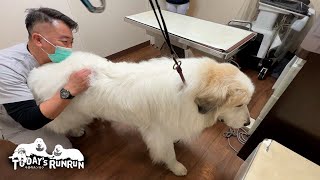 経過観察で再びスー先生の整体を受けたアランです　Great Pyrenees　グレートピレニーズ