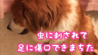 《愛梨ちゃん虫に刺されて 足に穴あきました》 ピレバニ greatpyrenees