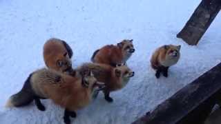 Feeding Foxes at the Fox Village (キツネ村), Shiroishi Zao