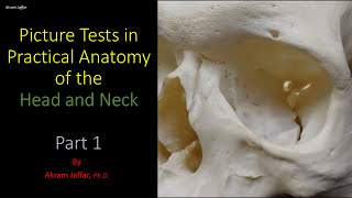 Picture tests in Head and Neck anatomy 1