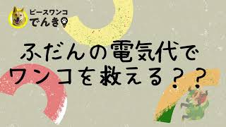 電気代で保護犬を救う！年明けのご挨拶　：　里親募集中のワンコ #Shorts #保護犬 #里親募集 #殺処分 #犬 #譲渡 #dog #ピースワンコ