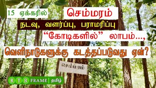 செம்மரம் வளர்ப்பு மற்றும் அதன் பயன்களும்? | செம்மரம் வீட்டில் வளர்க்கலாமா? | tree | agri | rtr frame