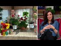 Roberta's 2-Piece Proven Winners Oso Easy Rose Live Plants on QVC