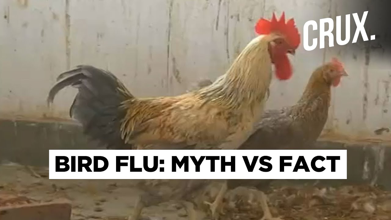 You Won't Get Bird Flu On Eating Well Cooked Chicken Or Egg | H5N1 ...