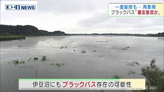 駆除したブラックバスが繁殖　宮城・伊豆沼で復活目指す淡水魚ゼニタナゴを捕食（20210705OA)