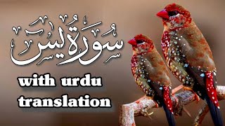 surah yaseen beautiful recitation || surah Yasin (yaseen) | Qari Asif Mehmood | yaseen surah full |