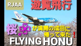 ✈✈[RJAA]成田空港 3時間半の遊覧飛行 ウミガメ塗装機のチャーターフライト!! 桜が満開の成田空港へ無事帰って来ました。!!FLYING HONUフライング・ホヌ 全日空 Airbus A380