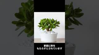 金運アップ確実？！運を呼び込む観葉植物トップ3 #shorts