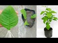 New technique to grow bel Patra plant from leaf || bel Patra plant